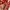 Kansai Yamamoto Luxury Casual dress Wanita multicolor orange photo 6