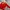 Kappa Sportswear Sweatshirt Pria red photo 1