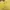 Polo Ralph Lauren Sportswear T-shirt Pria yellow photo 5