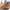 Timberland Luxury Casual Boots Wanita white tan photo 1