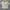 Montbell Sportswear Casual T-shirt Pria tan photo 1
