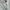 TBJ Nearby Casual Casual Shirt Pria White