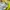 Adidas Sportswear Casual Sweater Wanita green yellow photo 5