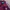 Adidas Sportswear Casual Sweater Wanita burgundy red photo 3