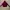 Adidas Sportswear Casual Sweater Wanita burgundy red photo 1