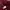 Adidas Sportswear Casual Sweater Wanita burgundy red photo 5