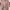 OshKosh Avant Garde Casual Casual Dress Wanita Pink Brown