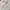 Polham Streetwear Skater Sweater Pria white photo 4