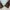 Biker Casual Harrington jacket Pria multicolor tan photo 5