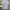 Lacoste Luxury Polo shirt Pria white photo 2