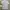 Lacoste Luxury Polo shirt Pria white photo 1