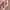 Luxury Fleece Pria pink photo 5