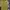 Beanpole Sportswear Casual Polo shirt Pria khaki photo 1