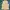 Beanpole Sportswear Minimalist Vest Pria Khaki