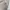 Carhartt Streetwear Casual pants Pria tan photo 4