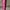 Other Wanita Pink