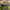 Adidas Sportswear Sweatpants & Joggers Pria green photo 5