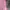Adidas Sportswear Sweatpants & Joggers Wanita pink photo 3