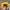 Streetwear Skater Hat Pria yellow photo 2