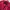Kolon Sport Sportswear Wanita pink photo 6