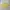 Streetwear Minimalist Crop Top Wanita Yellow