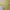 Streetwear Minimalist Crop Top Wanita Yellow