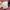 Tornado Mart Casual T-shirt Pria burgundy photo 8