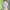 Indie Minimalist Crop top Wanita white photo 1