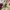 Marhen J Casual Handbag Wanita pink photo 4