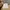 Mastermind Japan Luxury Casual Casual pants Pria tan photo 4