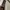 Coach Casual Shoulder bag Wanita cream photo 5