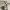 Coach Casual Shoulder bag Wanita cream photo 3