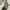 Coach Casual Shoulder bag Wanita cream photo 4