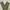 Dickies Vintage Streetwear Casual Pants Pria Brown
