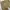 Dickies Vintage Streetwear Casual pants Pria brown photo 3