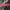 Vintage Y2K Belt Wanita pink photo 3
