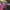 Vintage Y2K Belt Wanita pink photo 4