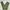 ZARA Streetwear Biker Casual Pants Pria Green