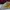 Converse Skater Casual Sneakers Pria yellow photo 3