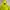 Adidas Sportswear Track jacket Pria navy yellow photo 6