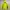 Adidas Sportswear Track jacket Pria navy yellow photo 3
