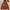 Dickies Casual Hoody Pria brown photo 1