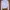 Forever 21 Y2K Coquette Fur Coat Wanita Pink