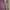 Champion Sportswear Casual Pria tan brown photo 1