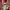 Champion Sportswear Casual Pria tan brown photo 2