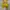 Nike Casual Vest Pria yellow photo 4