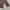 Indie Casual Windbreaker Pria brown photo 2