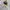 Teenie Weenie Vintage Y2K T-shirt Pria gray photo 6