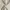 Uniqlo Casual Casual pants Pria tan cream photo 5