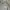 Carhartt Streetwear T-shirt Pria gray photo 2